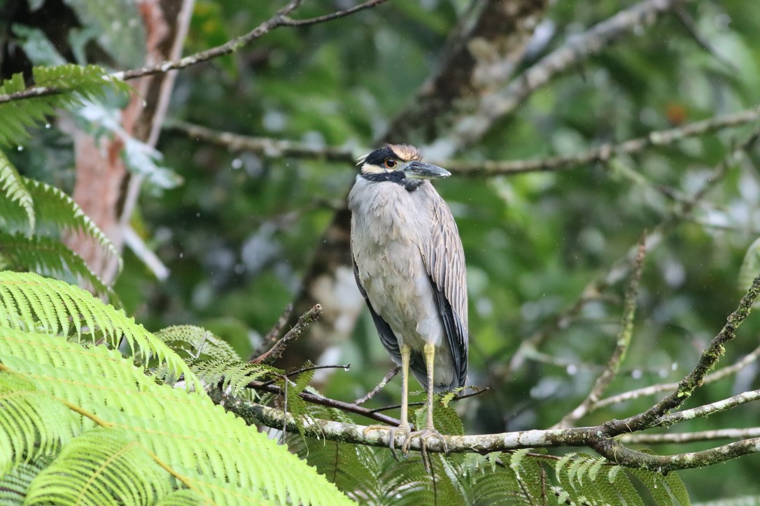 Yellow-crowned Night Heron - ML646411271