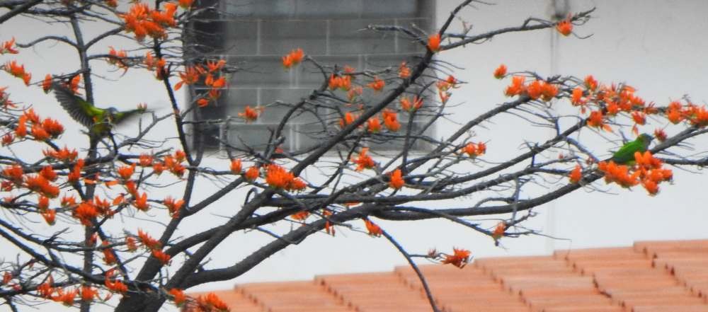 Brown-throated Parakeet - ML646411272