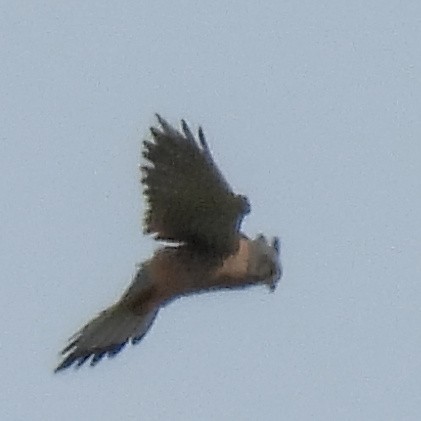 Eurasian Kestrel - ML646411273
