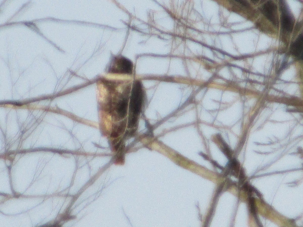 Red-tailed Hawk - ML646411274