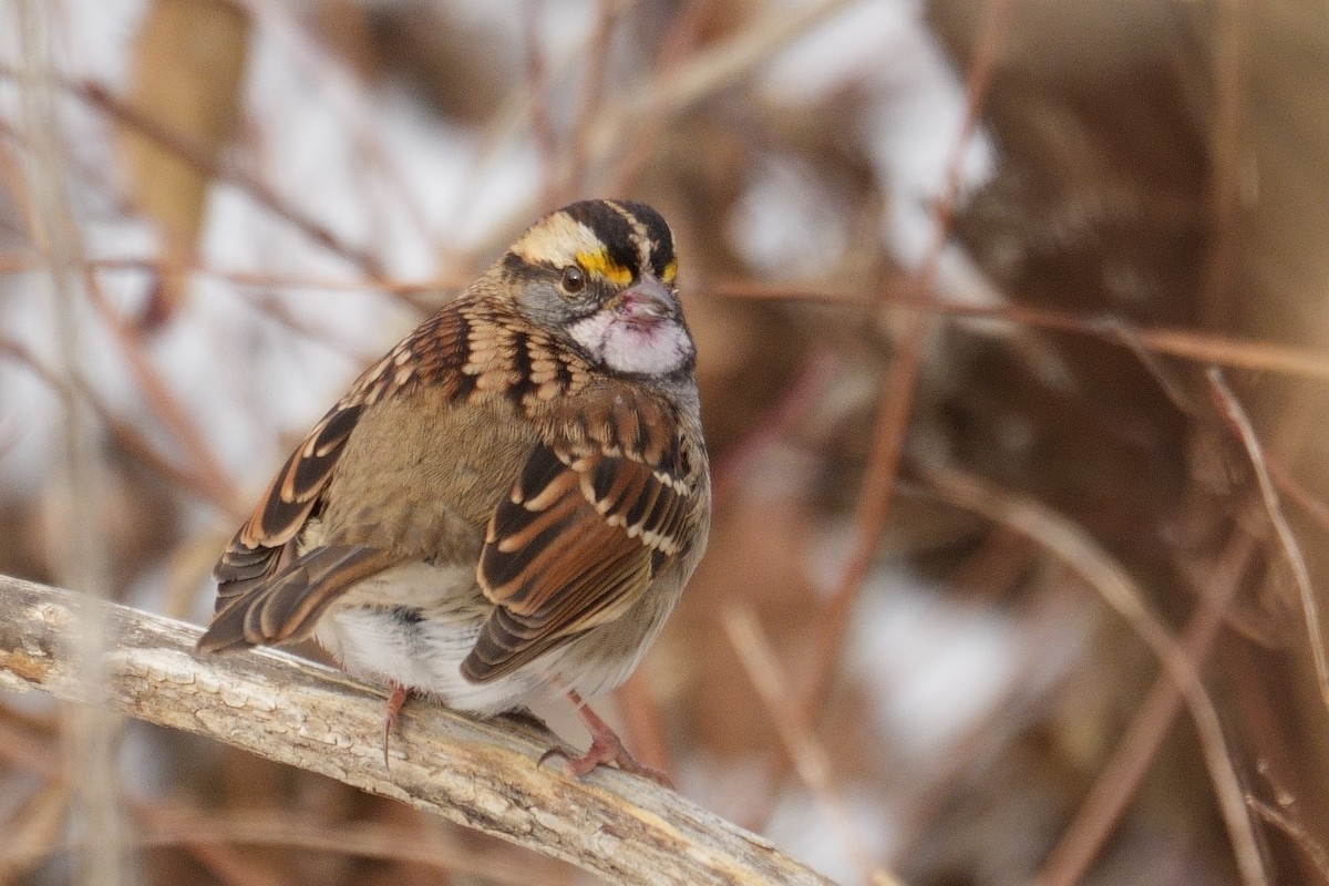 White-throated Sparrow - ML646411277