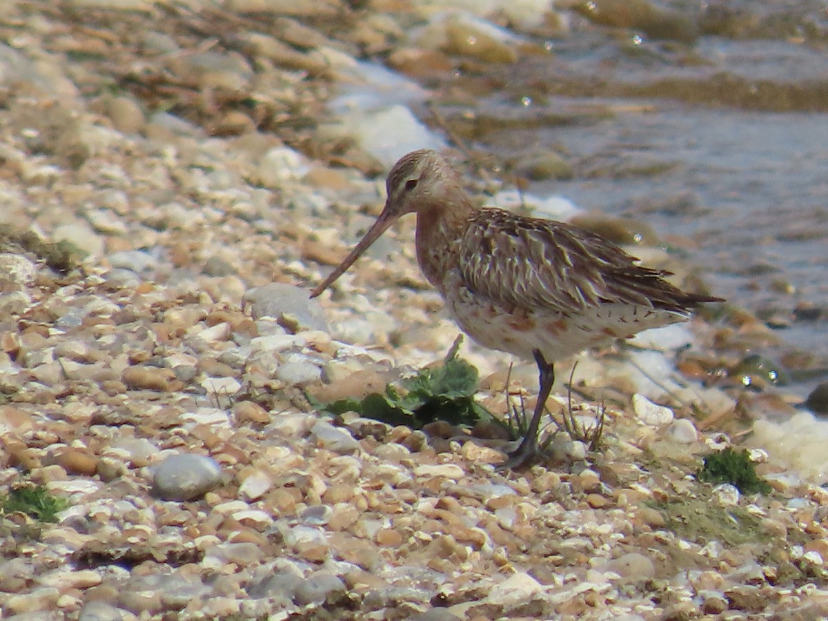 Bar-tailed Godwit - ML646411278