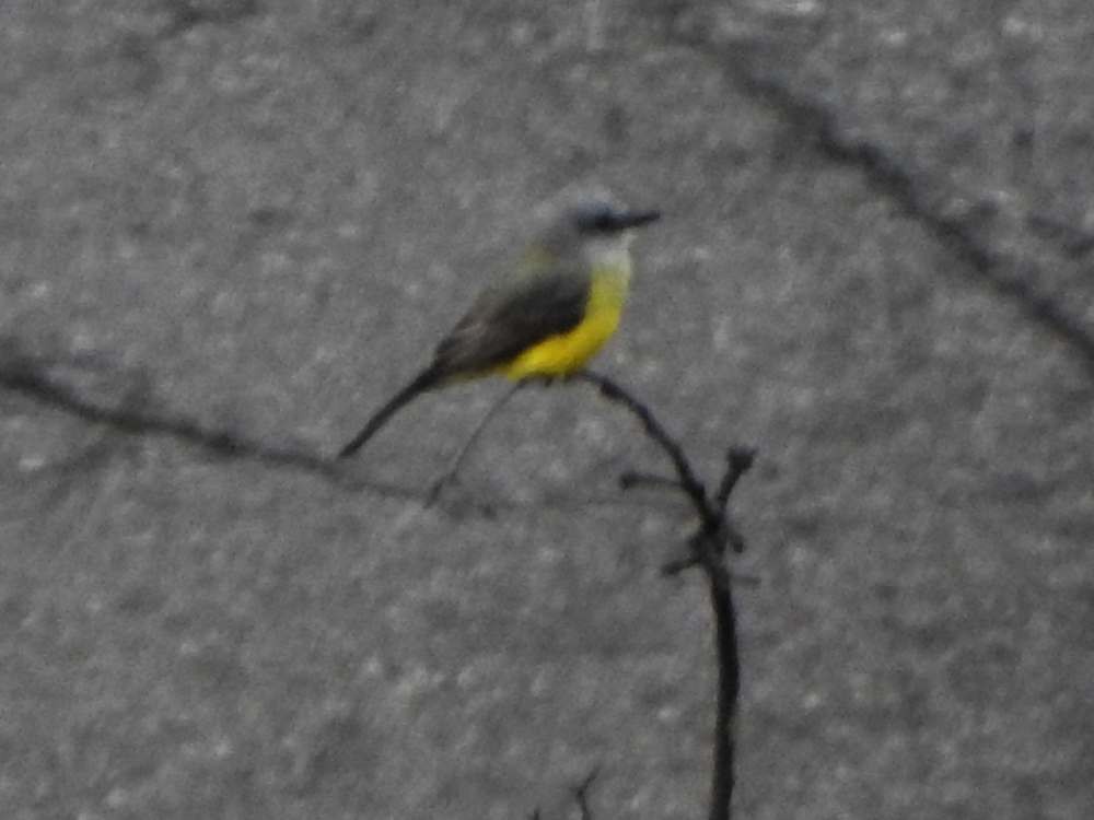 Tropical Kingbird - ML646411279