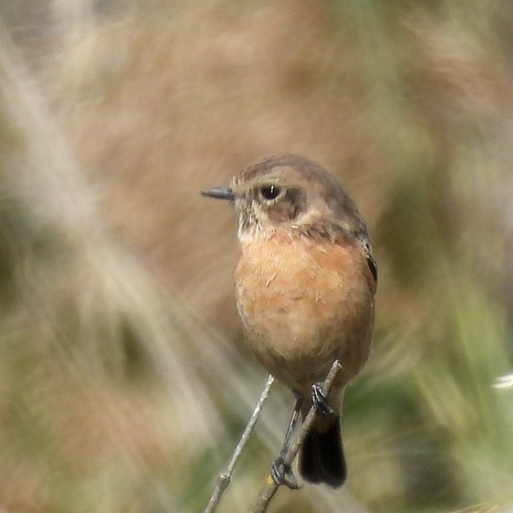 European Stonechat - ML646411280