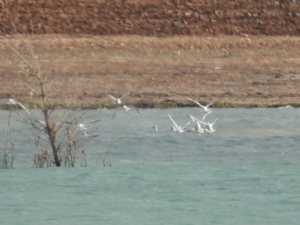 Black-headed Gull - ML646411281