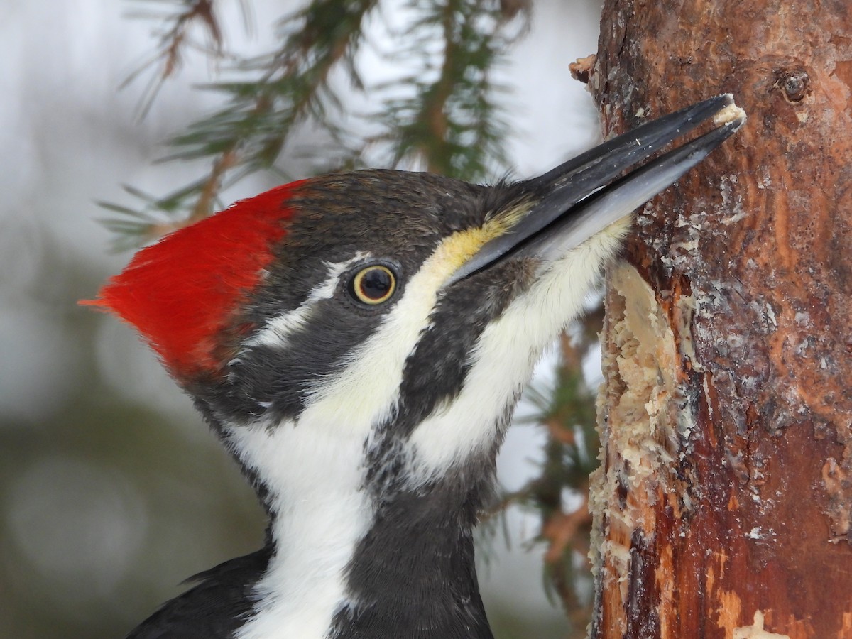 Pileated Woodpecker - ML646411282