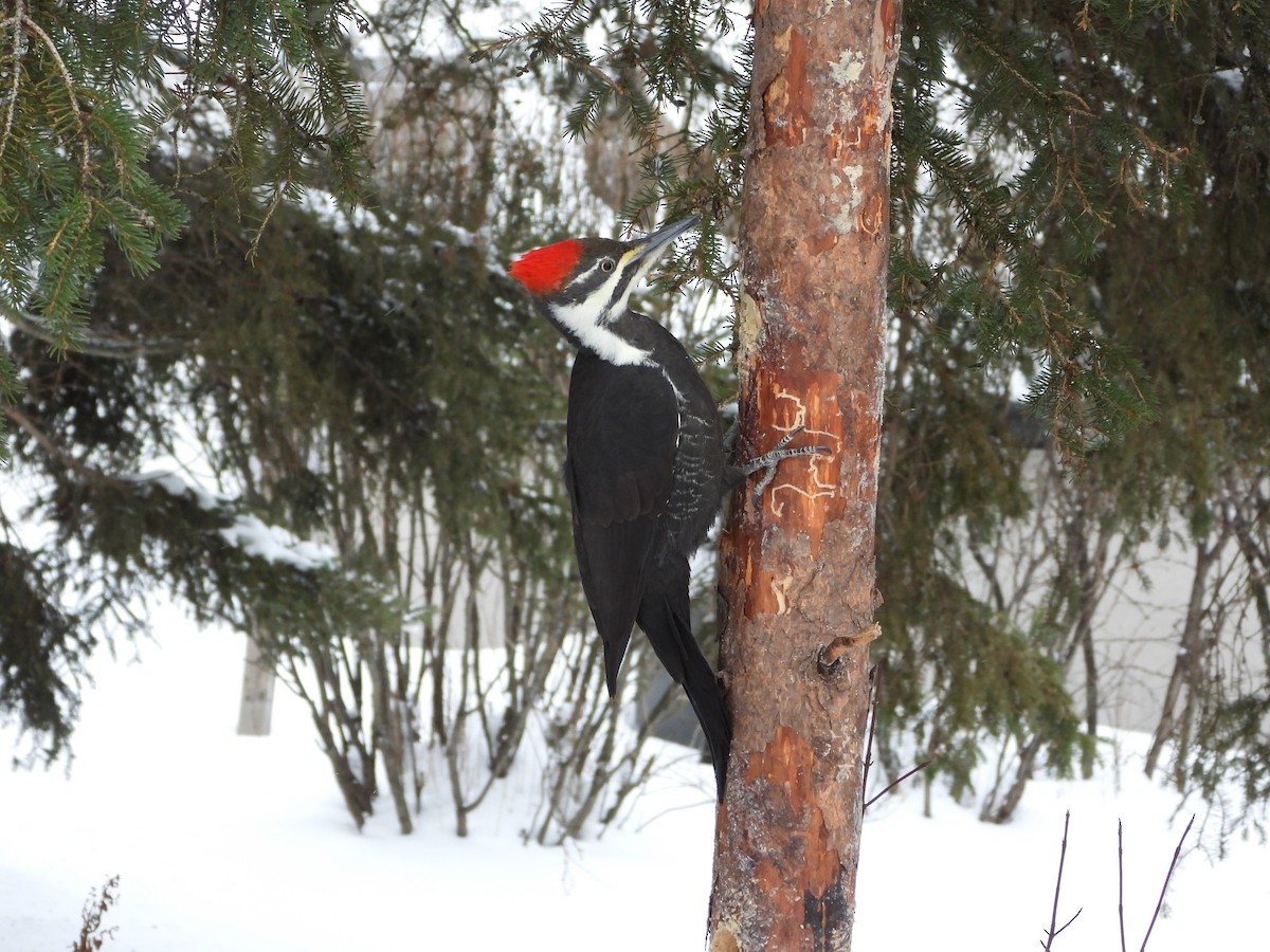 Pileated Woodpecker - ML646411284