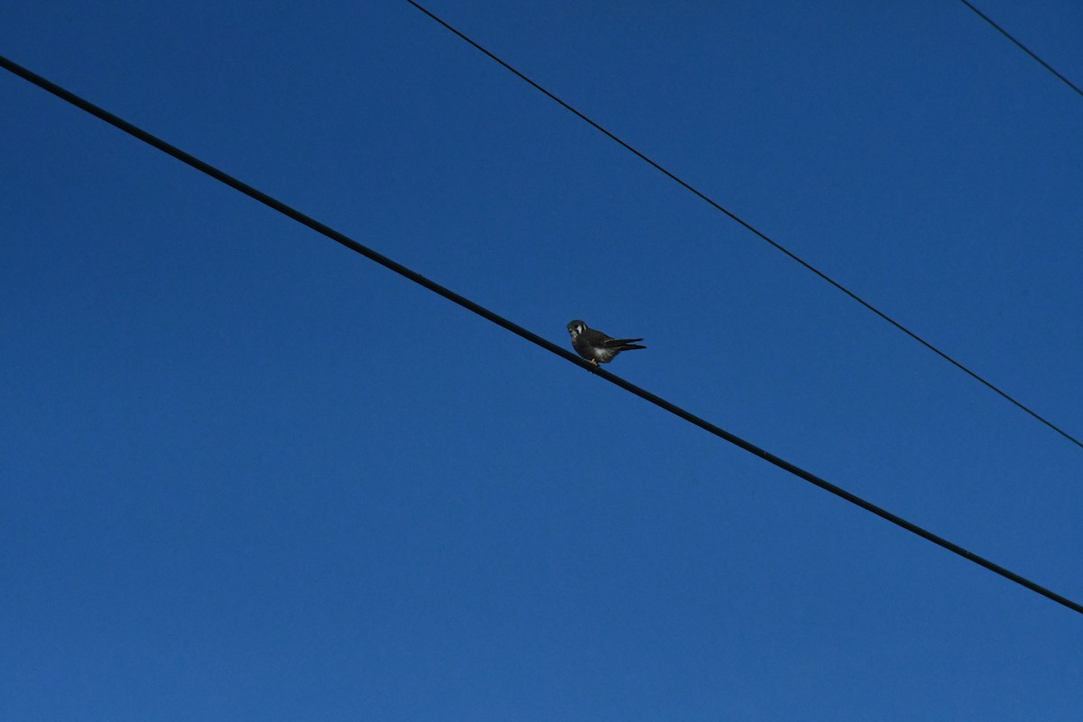 poštolka pestrá - ML646411288