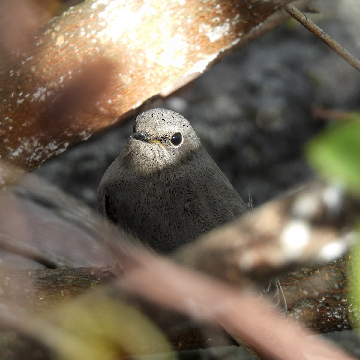 Black Redstart - ML646411289
