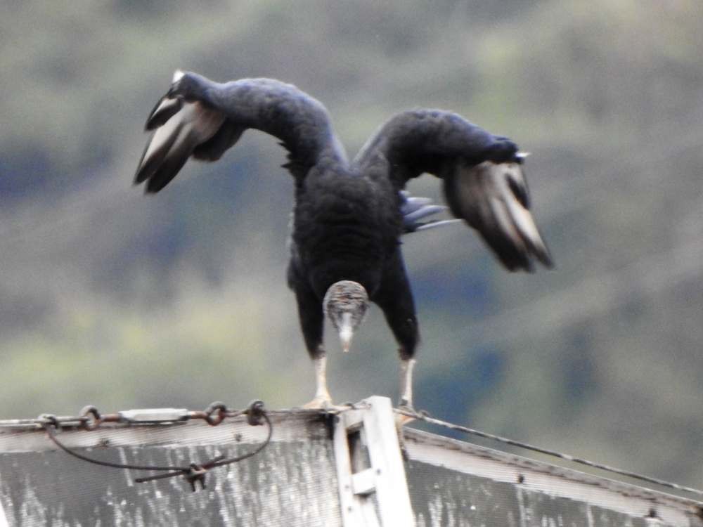 Black Vulture - ML646411290