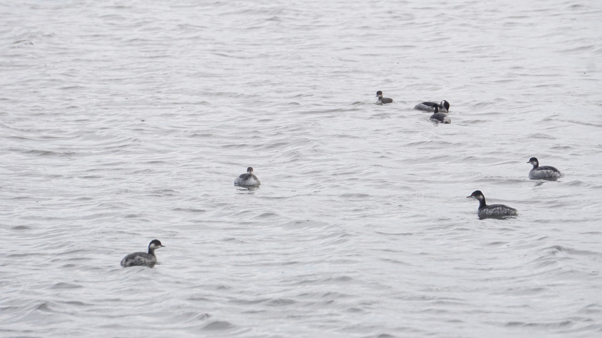 Пірникоза чорношия - ML646411291