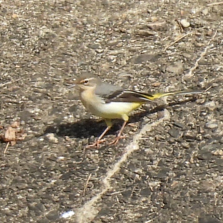 Gray Wagtail - ML646411292