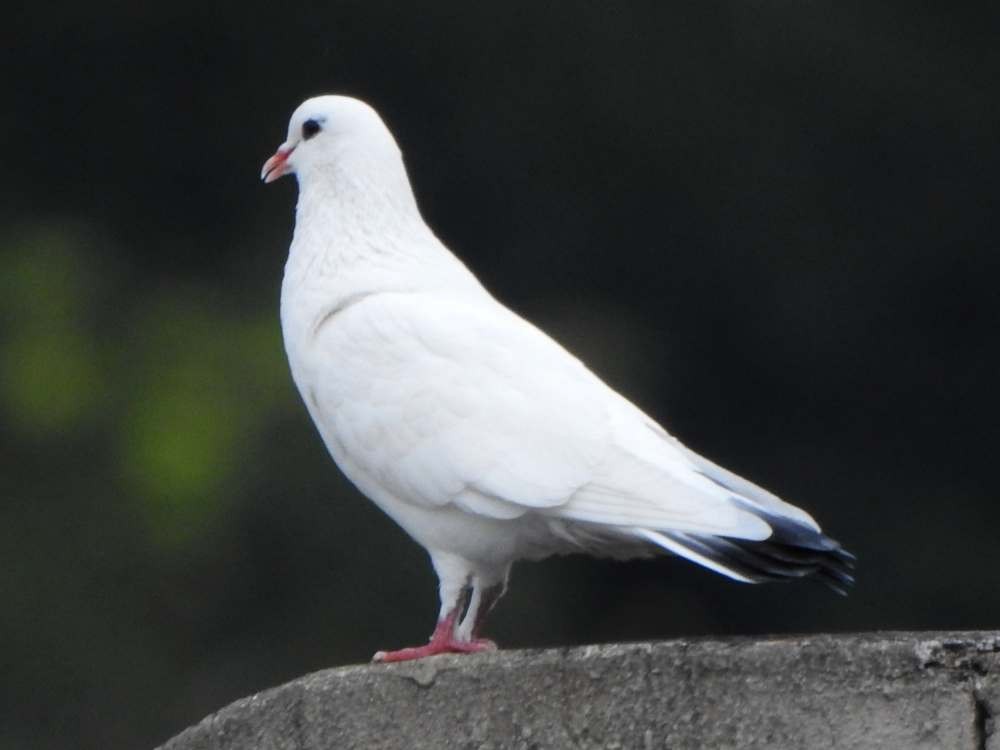 Rock Pigeon (Feral Pigeon) - ML646411293