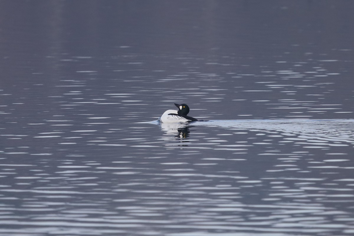 Common Goldeneye - ML646411294