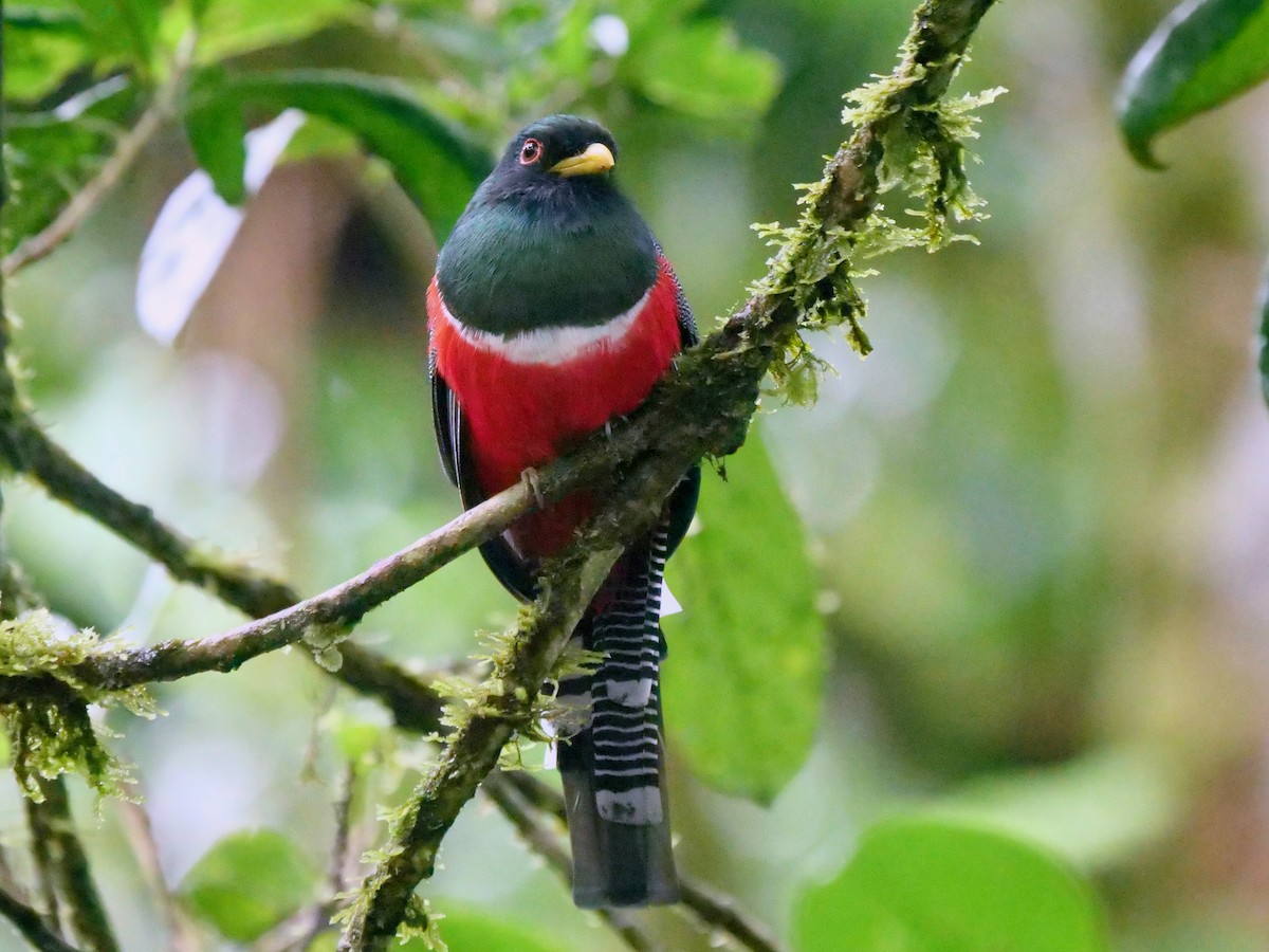 Collared Trogon - ML646411296