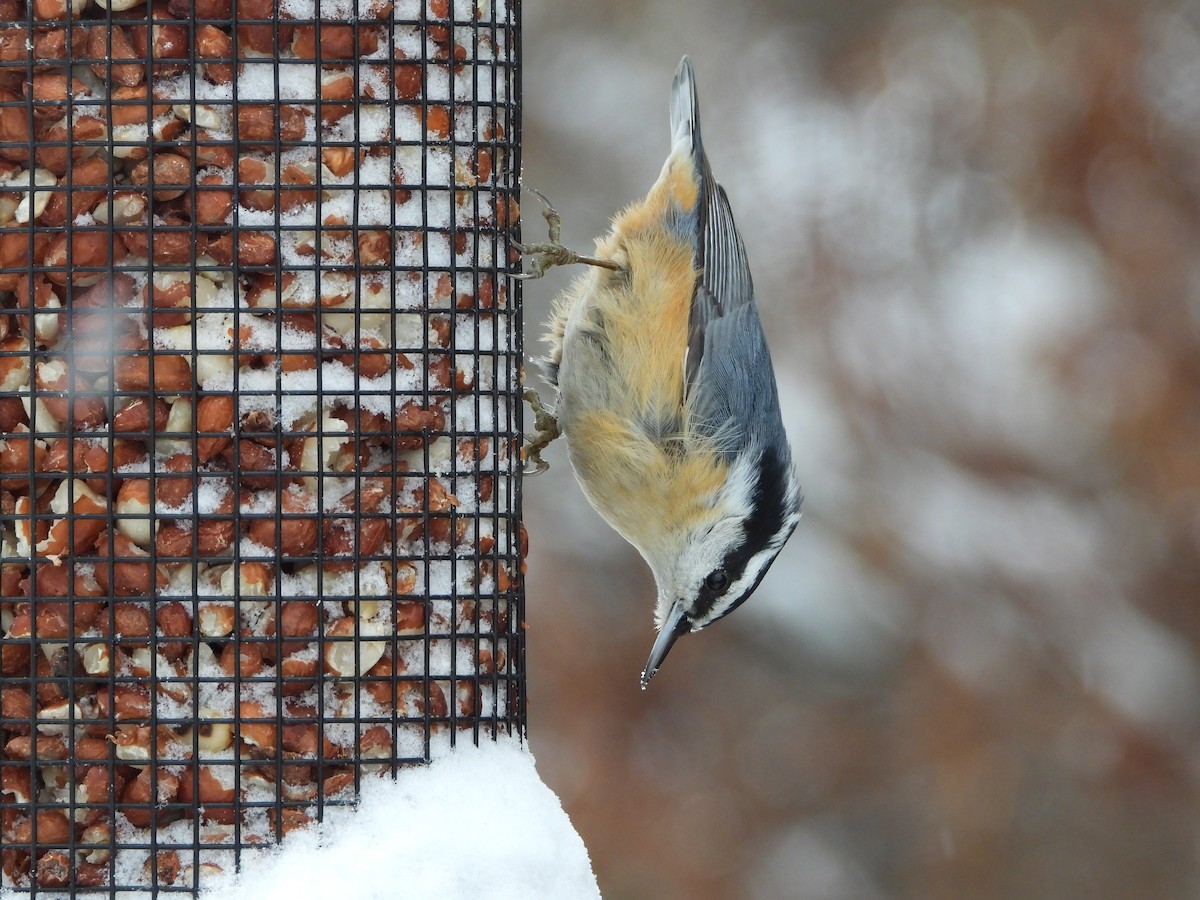 Red-breasted Nuthatch - ML646411297