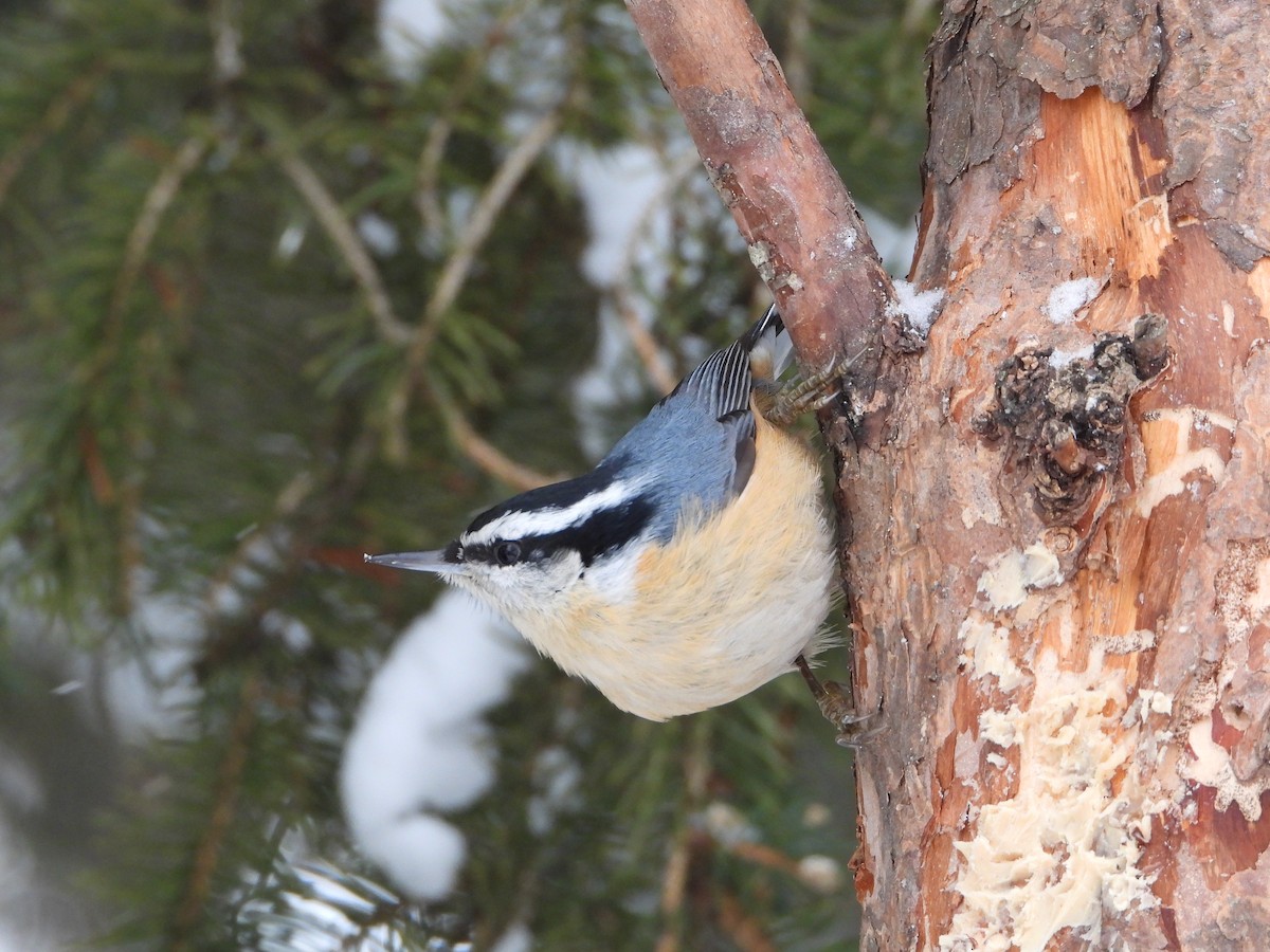 Red-breasted Nuthatch - ML646411298