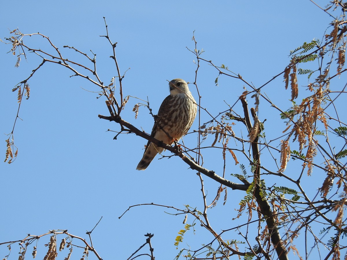 Merlin - ML646411299