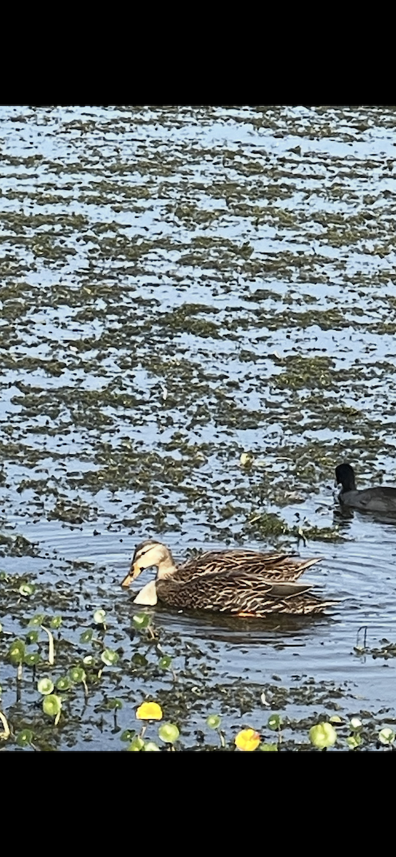 Mottled Duck - ML646411300