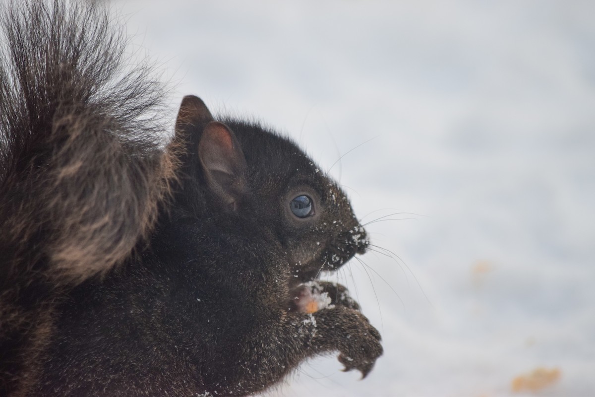 Eastern Gray Squirrel - ML646411301