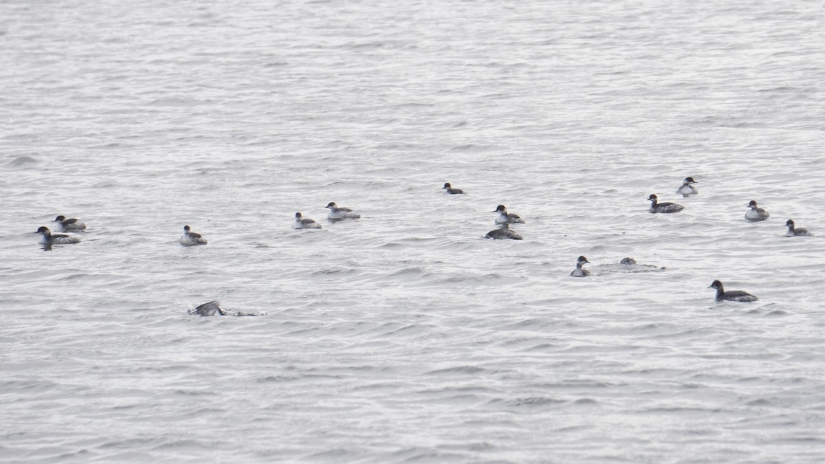 Пірникоза чорношия - ML646411302