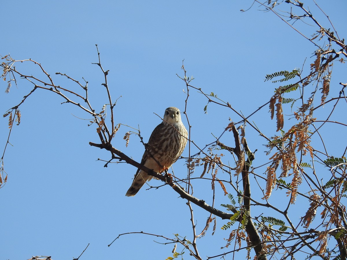 Merlin - ML646411303