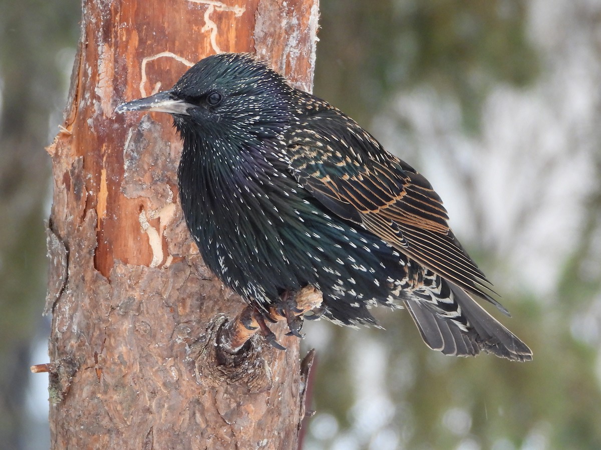 European Starling - ML646411307