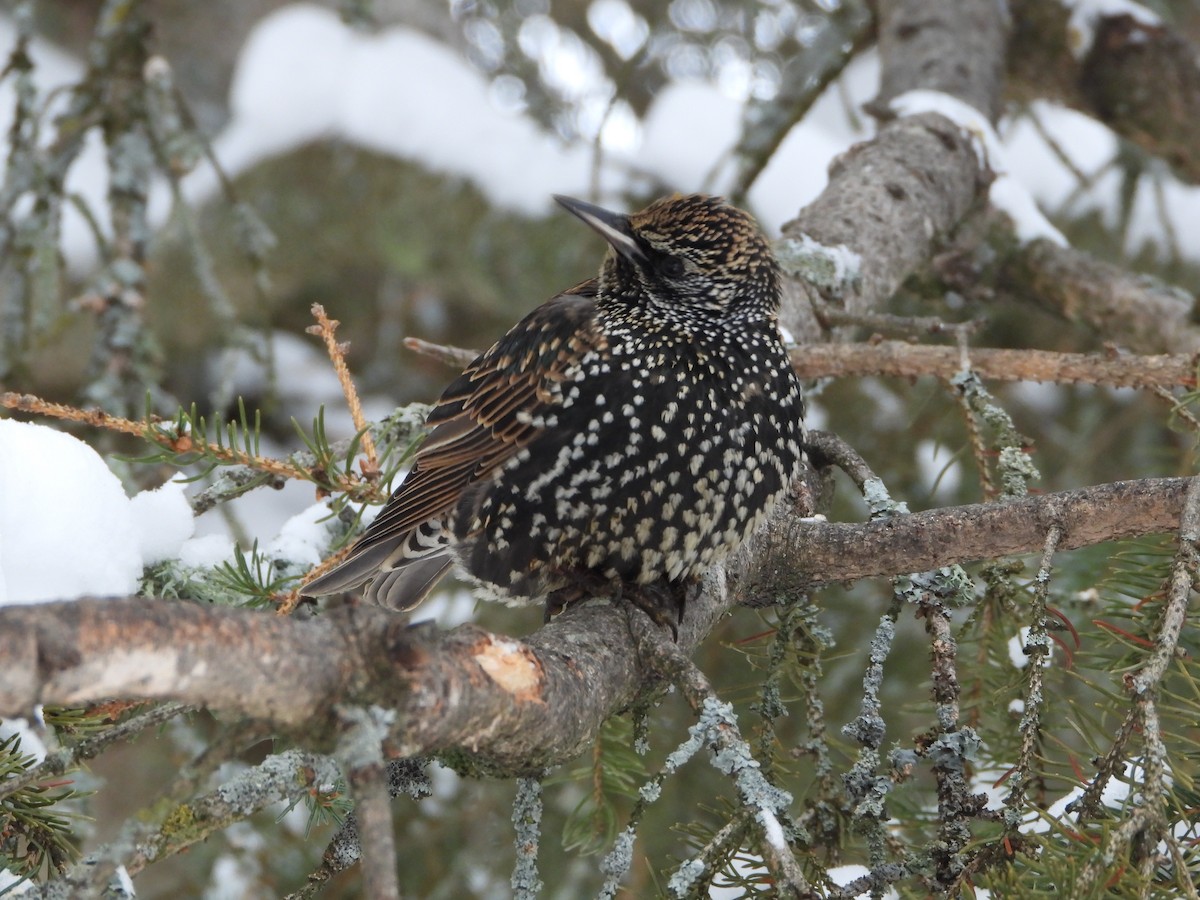 European Starling - ML646411308