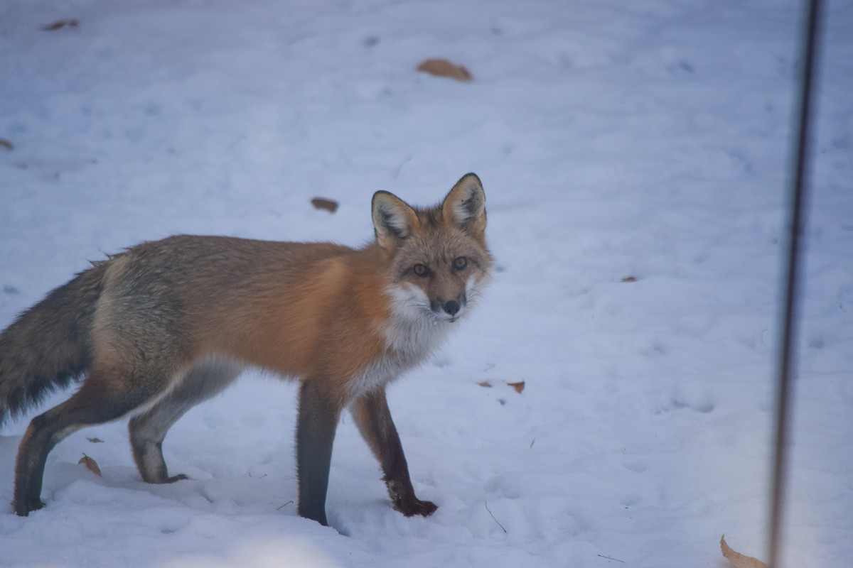 Red Fox - ML646411311