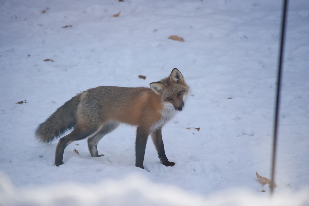 Red Fox - ML646411312