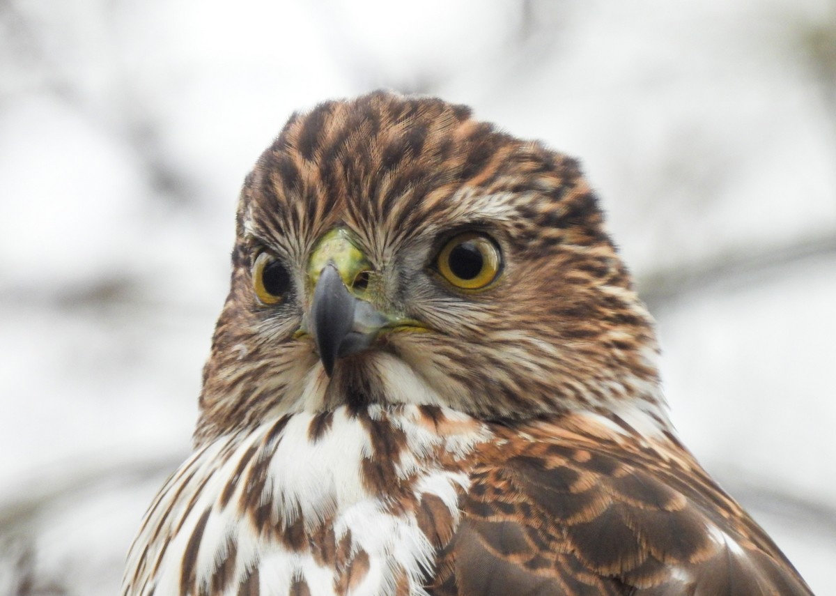 Cooper's Hawk - ML646411314