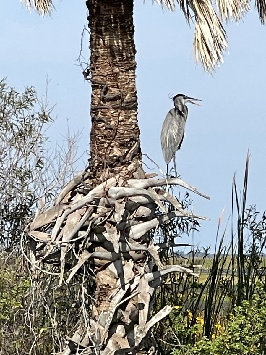 Great Blue Heron - ML646411318