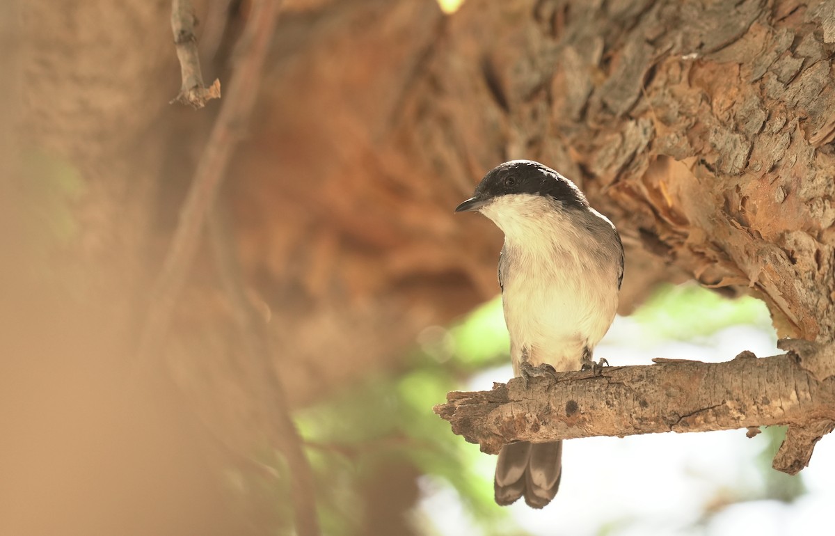 Arabian Warbler - ML646411321