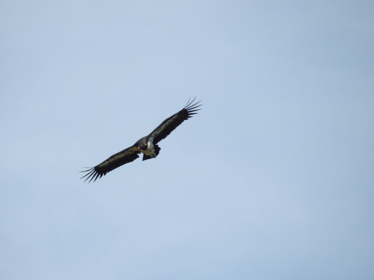 King Vulture - ML646411322