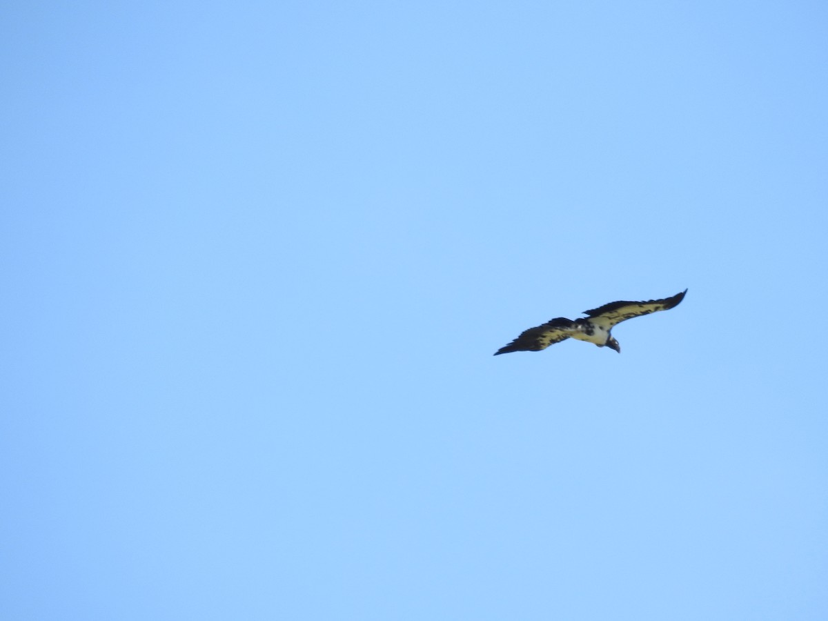 King Vulture - ML646411323