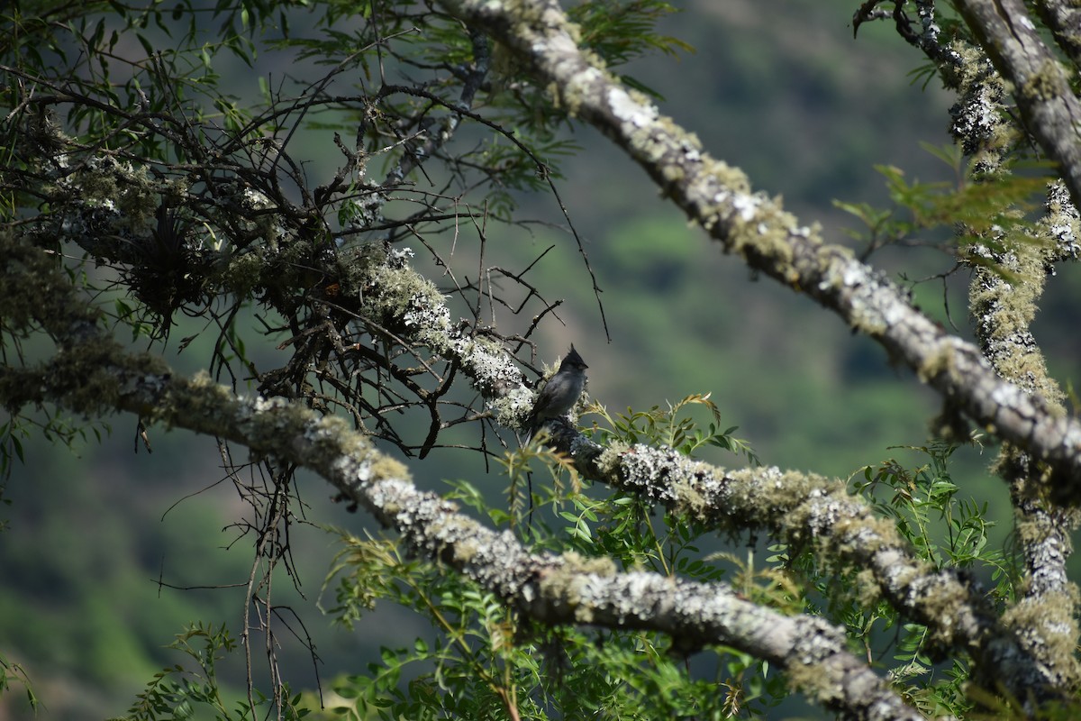 Gray-crested Finch - ML646411324