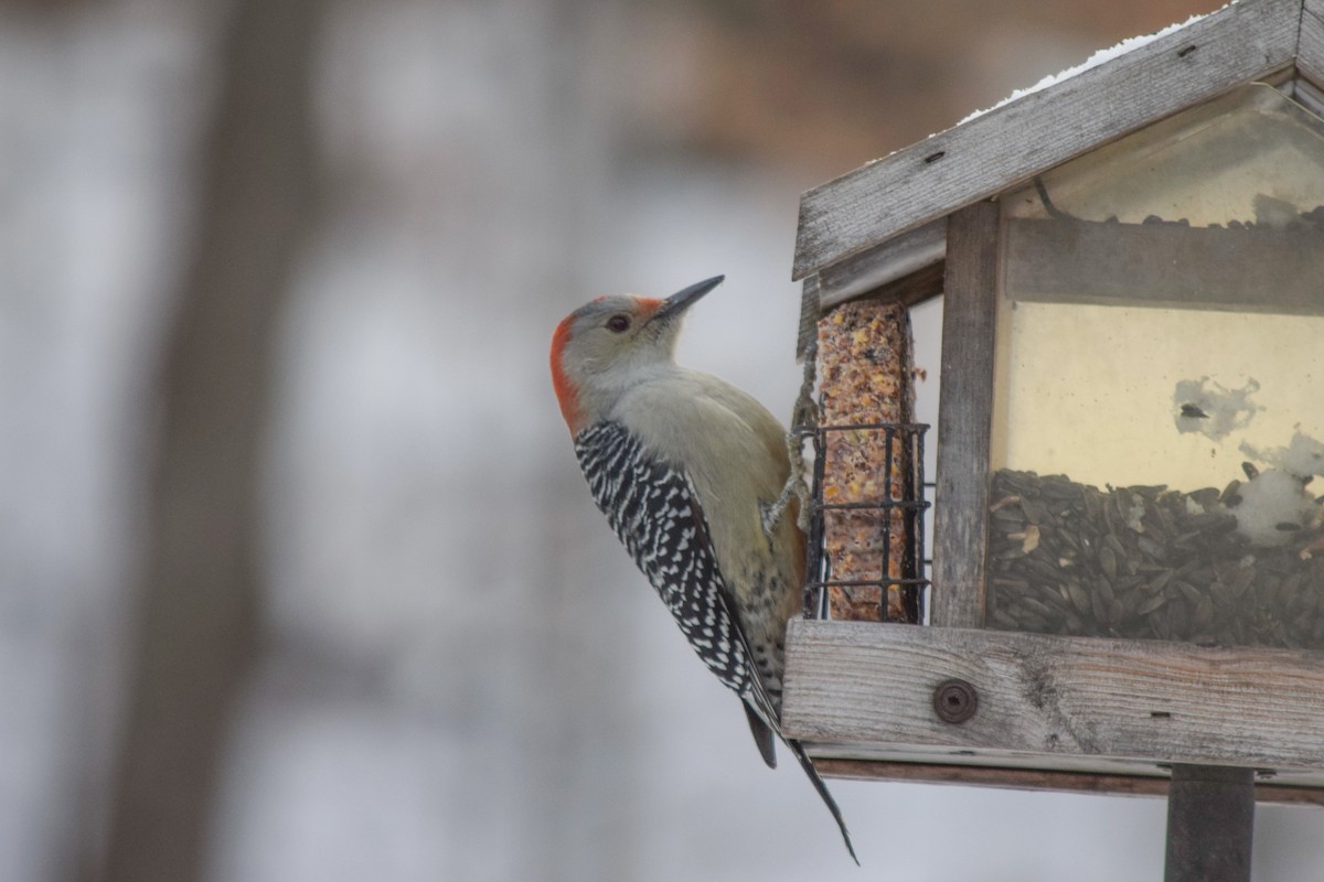 Red-bellied Woodpecker - ML646411325