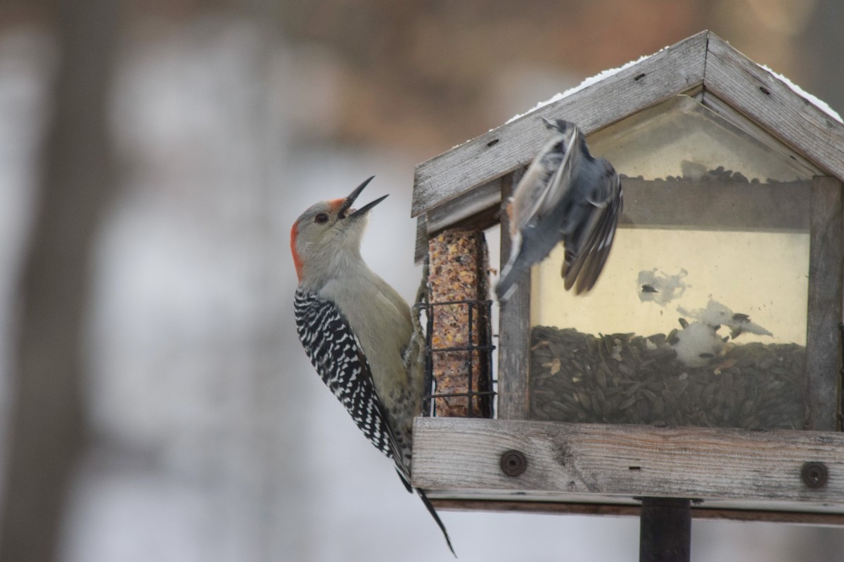 Red-bellied Woodpecker - ML646411326