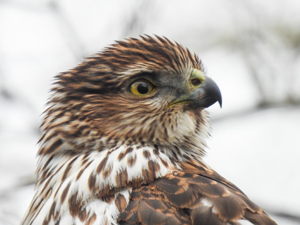 Cooper's Hawk - ML646411328