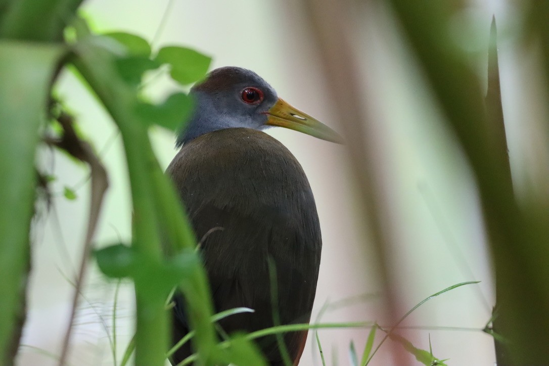 Russet-naped Wood-Rail - ML646411329