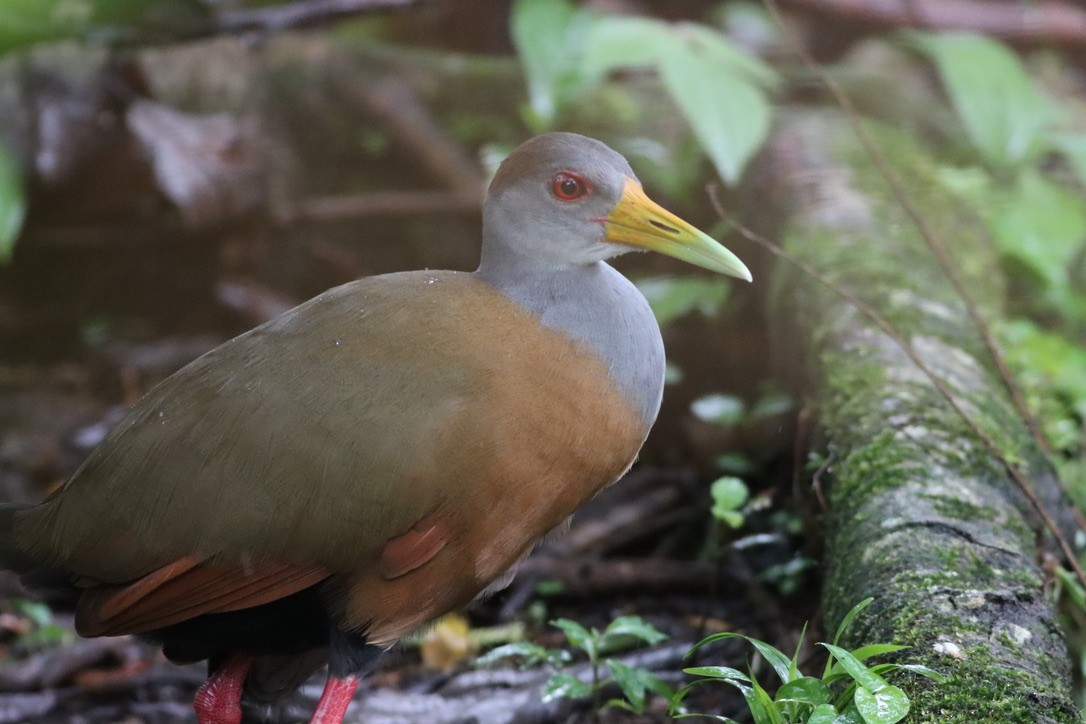 Russet-naped Wood-Rail - ML646411330