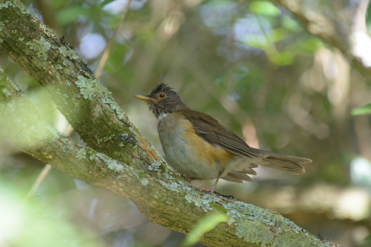 White-necked Thrush - ML646411331