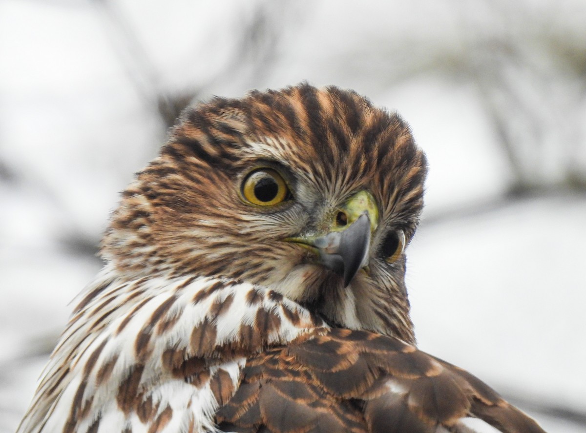 Cooper's Hawk - ML646411332
