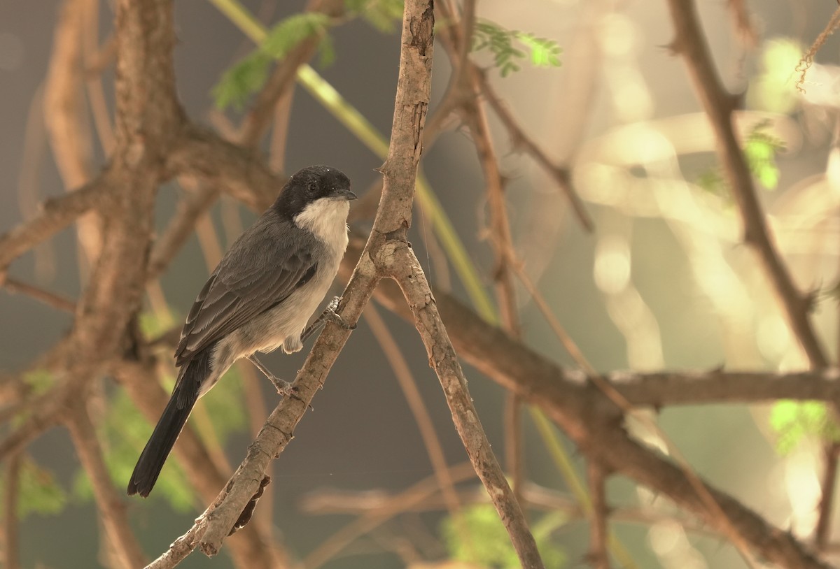 Arabian Warbler - ML646411333