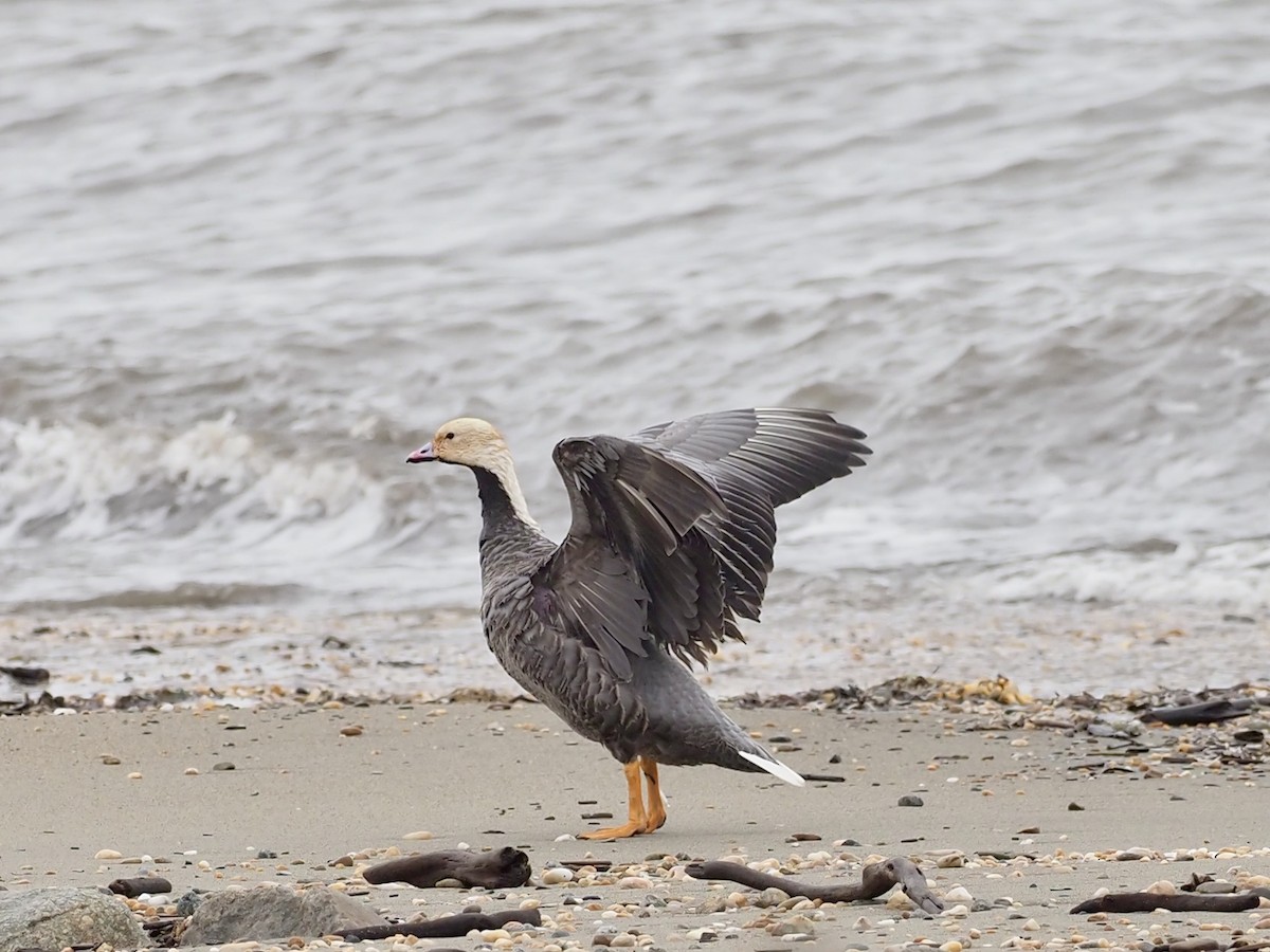 Emperor Goose - ML646411334