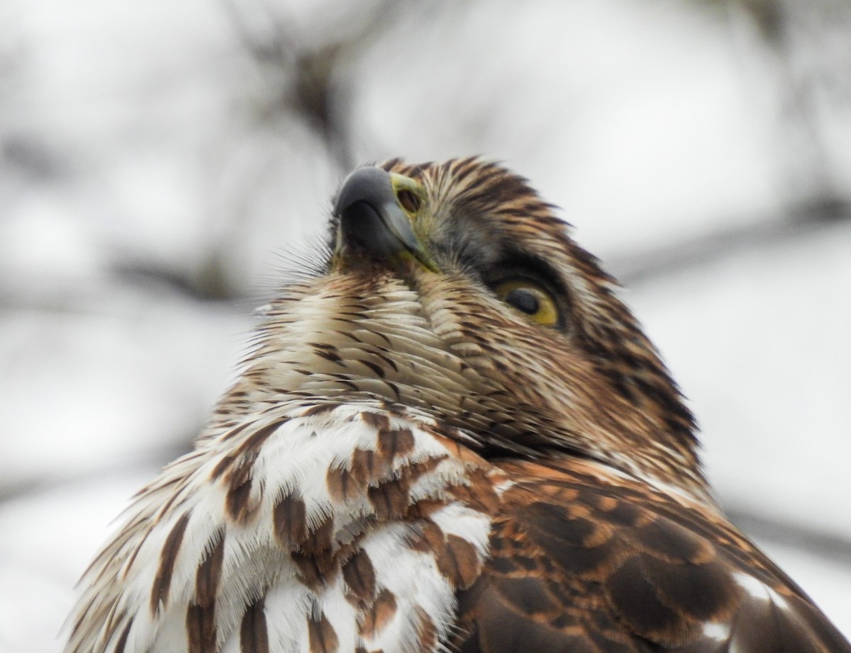 Cooper's Hawk - ML646411335