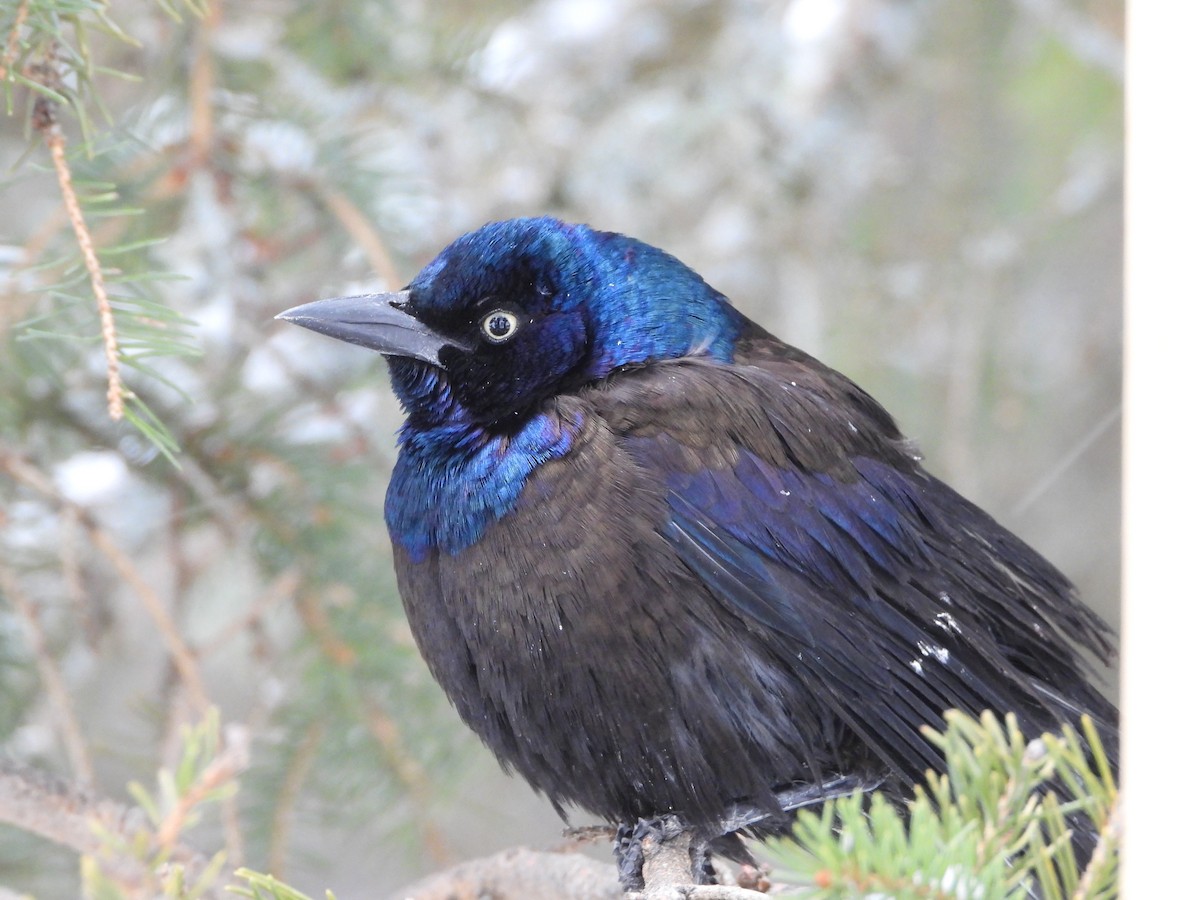 vlhovec lesklý - ML646411336