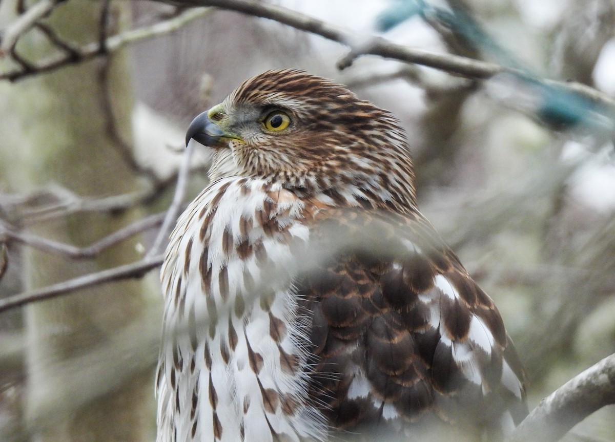 Cooper's Hawk - ML646411337