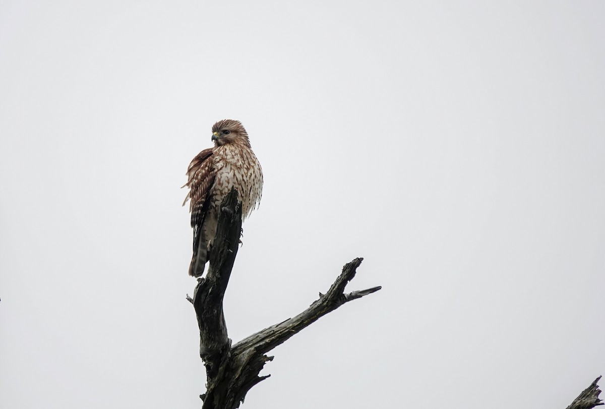 Red-shouldered Hawk - ML646411338