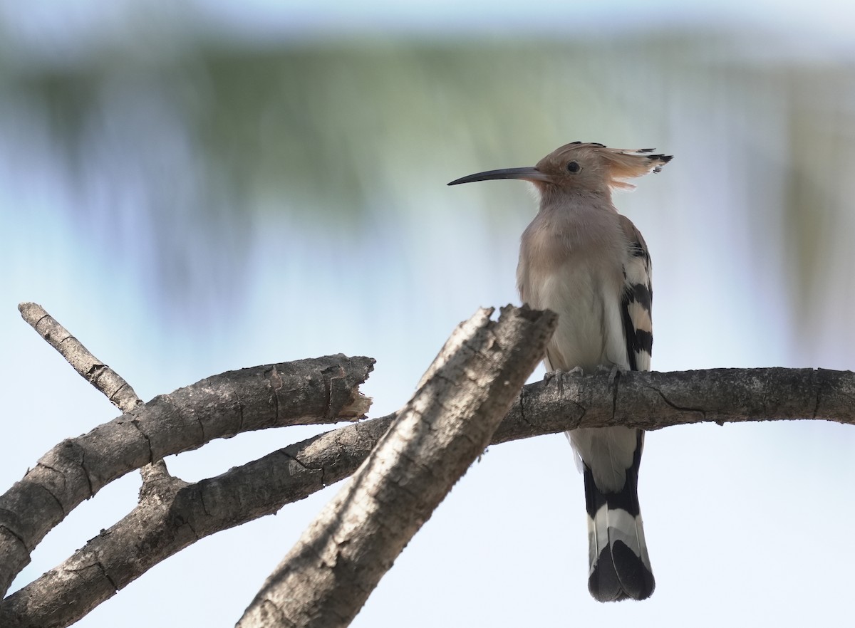 Common Hoopoe - ML646411339